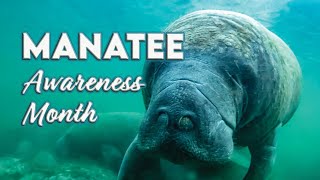 PBTV Watch Party S 14 E 6 Manatee Awareness Month [upl. by Attolrac]