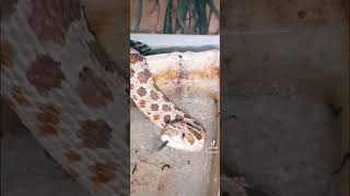 HOGNOSE SNAKE FYPYOUTUBE [upl. by Frere]