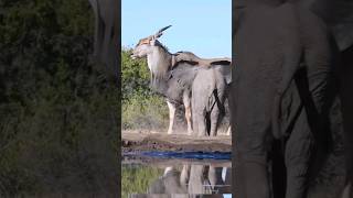 The Giant Eland [upl. by Dyer]