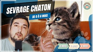 COMMENT BIEN NOURRIR SON CHATON [upl. by Corene]