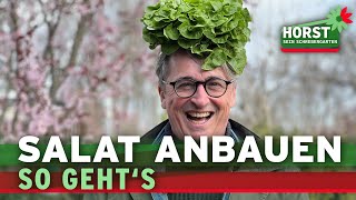 Salat anbauen  so vermeidet ihr die 5 häufigsten Fehler  Horst sein Schrebergarten [upl. by Eugilegna]