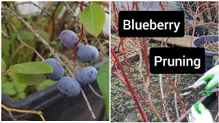 How to prune blueberry  for a more productive and healthy blueberry bush [upl. by Wallinga326]