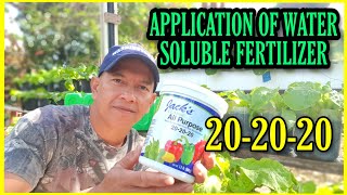 APPLICATION OF 20 20 20 FERTILIZERAPPLICATION OF BALANCED NPK FERTILIZER [upl. by Liahkim298]