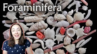 Foraminifera Forams Invertebrate Paleontology  GEO GIRL [upl. by Cordie]