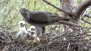 Azor común Accipiter gentilis Northern Goshawk [upl. by Noakes]