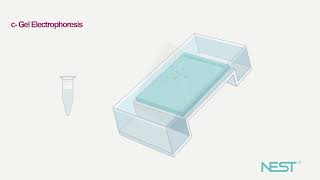 Lab Reagent Loading Buffer [upl. by Salohci]