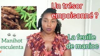 Estce sain de manger les feuilles de manioc  Explication scientifique [upl. by Thapa279]