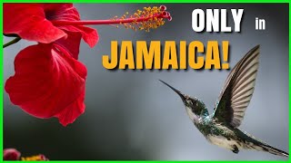 🇯🇲 Do You Remember These Hummingbirds  JAMAICAS Hummingbirds [upl. by Iclehc]