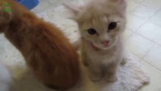 Chatons Mignons Qui Miaule COMPILATION [upl. by Janis541]