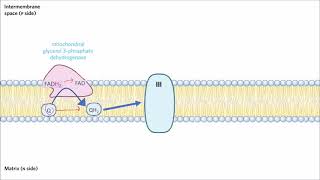 Glycerol 3Phosphate Shuttle [upl. by Bonita]