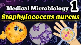 Staphylococcus aureus شرح بالعربي ميكروبيولوجي البكتيريا المسببه لالتهابات البروستاتا وحبوب الوجه [upl. by Wendelin554]