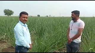 wellsun farmer fertilizer p ltdwellsun farmer fertilizer pvt ltd anand gujaratwellsun farmer [upl. by Oilisab]