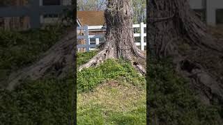 Brave Squirrel Saves Friend from Snake Attack  Heroic Wildlife Moment [upl. by Narual999]