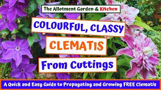 Clematis Cuttings Made Simple  A Step by Step Beginners Guide to Free Beautiful Blooms 116 [upl. by Merridie]