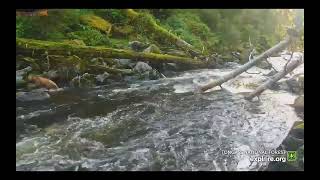 Tongass National Forest  bears and eagles fishing  exploreorg 72424 [upl. by Raddy134]