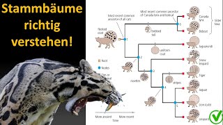 Kladistik Tutorial 2 Wie interpretiere ich einen Stammbaum Kladogramm [upl. by Aiker]