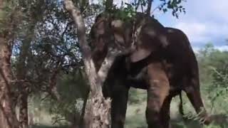 African Animals Getting Drunk From Ripe Marula Fruit [upl. by Ziegler]