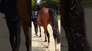 On la déjà tous fait 😅 cheval equitation horse humour [upl. by Harlow]