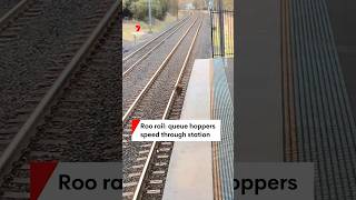 Kangaroos hop through Kingswood station [upl. by Berne]