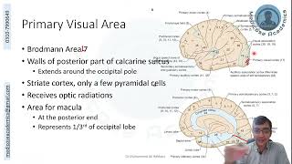 Occipital Lobe Functional Areas [upl. by Lennor]