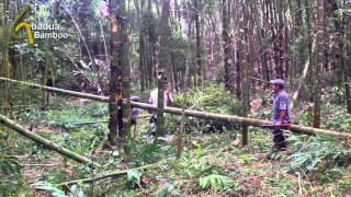 Guadua Bamboo Harvest and Treatment Process [upl. by Lipman663]