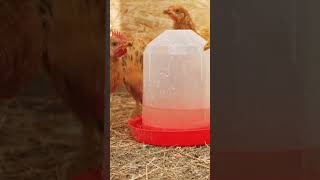 ¿Cuántas Gallinas Debes Criar para Hacer Rentable tu Granja Casera [upl. by Akinajnat102]