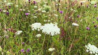 Peen  Daucus carota  NL Bloeit  Planten van hier [upl. by Rastus983]