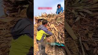 Process of tying sorghum straw for transportation [upl. by Chessa963]