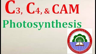 C3 C4 and CAM Photosynthesis Full [upl. by Reena232]