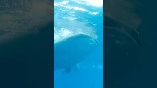 Whale Shark  Butanding  Cebu Whale Watching [upl. by Ditzel]