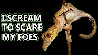 Leaf Tail Gecko facts lizards with leafy tails  Animal Fact Files [upl. by Adeehsar]