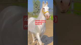 సులైమాన్ అలై గారి గుర్రం 🐴🐴sunnatemuhammad youtube Letssharelearnislam [upl. by Ing]