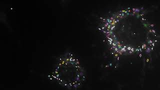 Live imaging of mitochondria clusters [upl. by Day483]