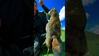 Cute Wild animal bobak marmot or prairie dog 441 [upl. by Arras937]