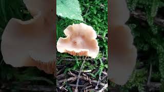 derkeiser Pilze im Wald mushrooms in the forest short shorts 12 [upl. by Alyad]