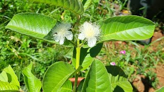 Adubação em goiabeira cultivada em vaso [upl. by Reinaldo333]