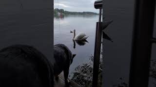 Dog ACD by the lake and swan Arthur australiancattledog [upl. by Lamrej]