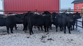 Silver Creek Farming Co  16 MayJune Black Angus X Simm 4th amp 5th Calvers New Norway AB [upl. by Adnoel]