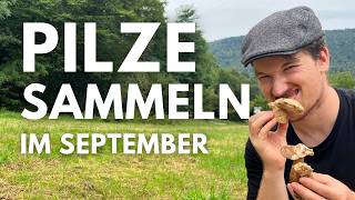 Pilze sammeln im September 2024  Nix Steinpilze Gallenröhrlinge Perlpilze SemmelStoppelpilze [upl. by Karleen]