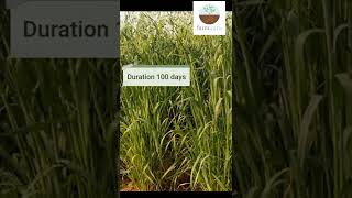 Oat Kent  Multi cutting  Winter fodder of two cuttings agriculture farmguru [upl. by Kolnick914]