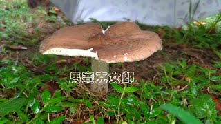 市區常見的可食野菇：Common wild edible mushrooms in downtown area [upl. by Anar262]