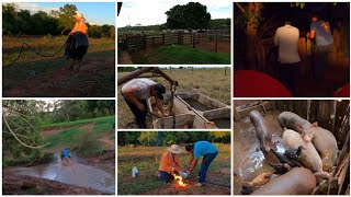 COLOCANDO BEBEDOUROS PRO GADO NOVOS INTEGRANTES NO CHIQUEIRO ARRUMANDO O MANGUEIRO [upl. by Surbeck]