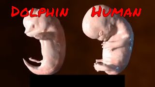 Embryogenesis of Dolphins and Humans [upl. by Foulk]