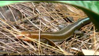 Bluetailed skinks on Cheung Chau Hong Kong [upl. by Aizek]