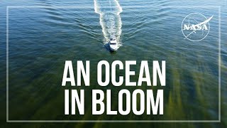 An Ocean in Bloom [upl. by Regen]