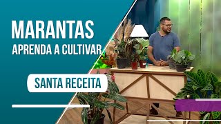 Aprenda como cultivar marantas e as suas espécies [upl. by Ohara]