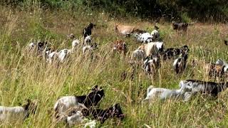 Chèvres miniatures des Tourelles  Dans les herbes hautes on avance à la queueleuleu [upl. by Wrench640]