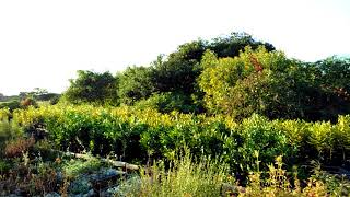 WeForest in Zambia 360° view of one of our nursery  Copperbelt [upl. by Matteo]