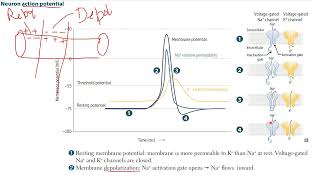 FIRST AID  STEP 1 Neuron Action Potential amp Neuron Receptors [upl. by Beetner843]