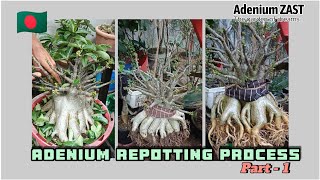 Adenium Arabicum WSB Repotting ProcessPart  1 [upl. by Vivian]